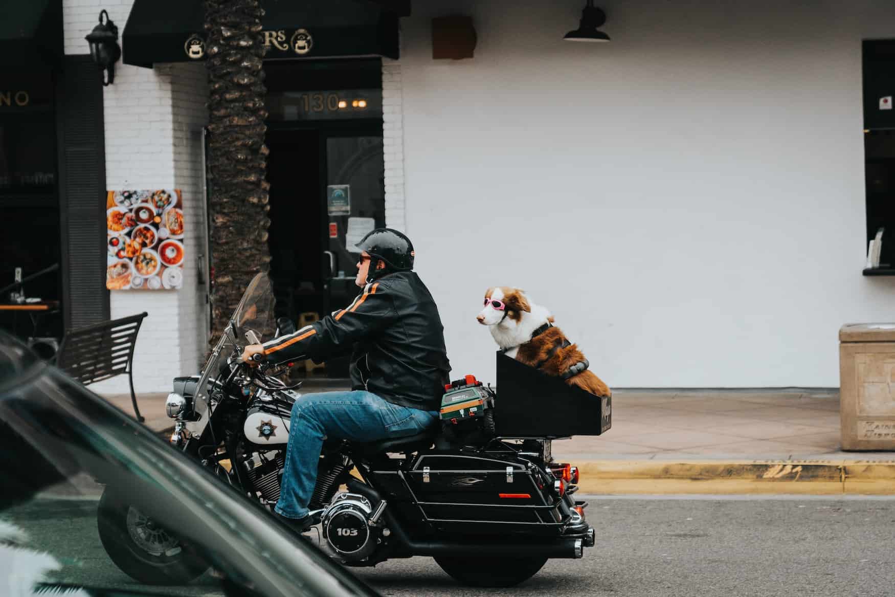 llevar-a-un-perro-en-moto|perro en moto