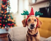 regalos navidad perros