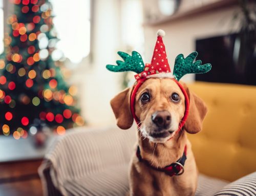 Descubre los Mejores Regalos para perros por Navidad