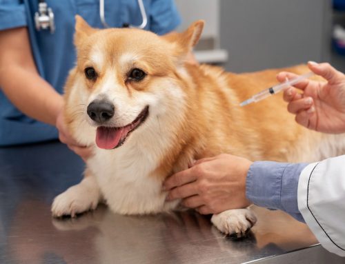 Guía completa sobre vacunas para perros: protegiendo la salud de tu compañero peludo