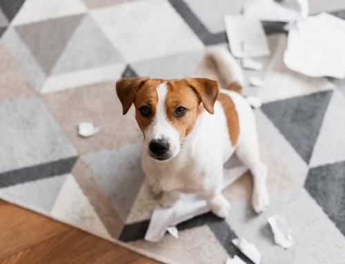Ansiedad por separación en perros: ¿cómo tratarla?