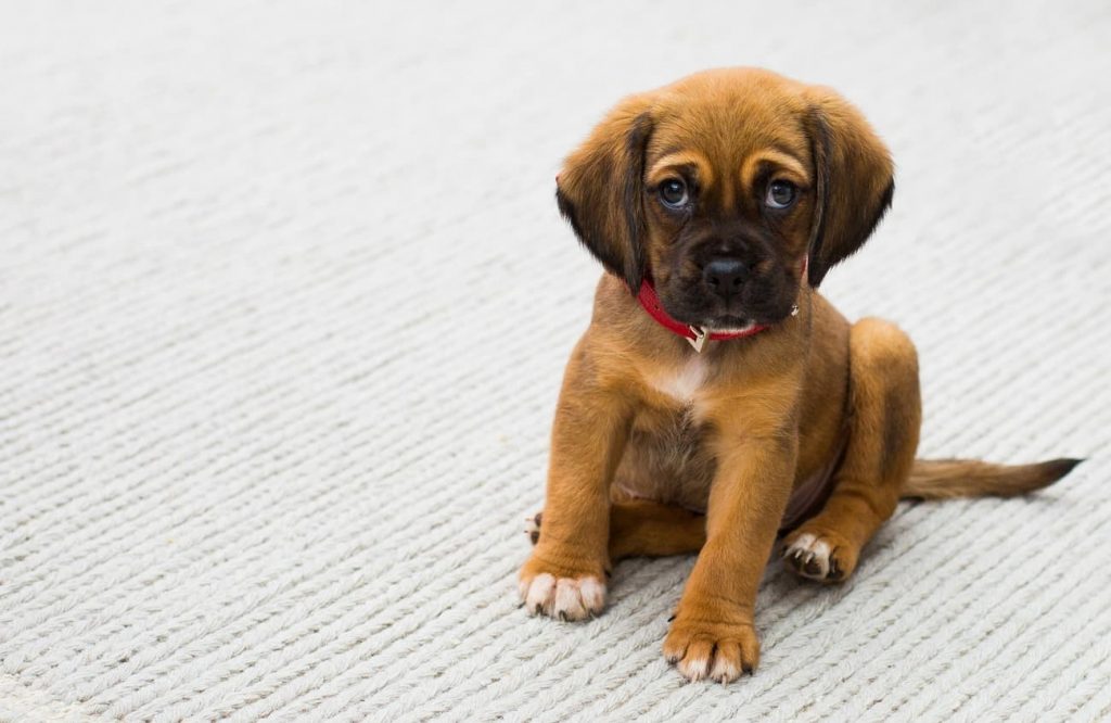 diarrea en cachorros y sus cuidados especiales