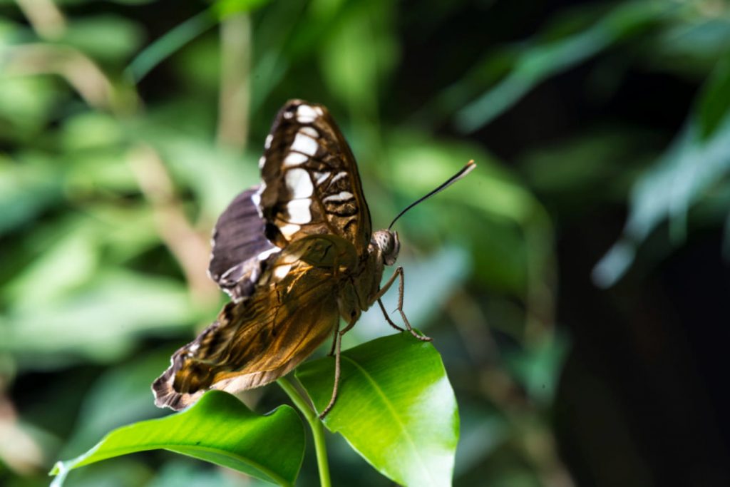 bicho de la humedad