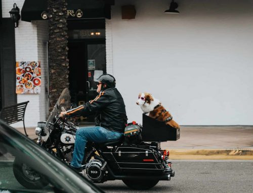 ¿Puedo llevar a mi perro en moto?