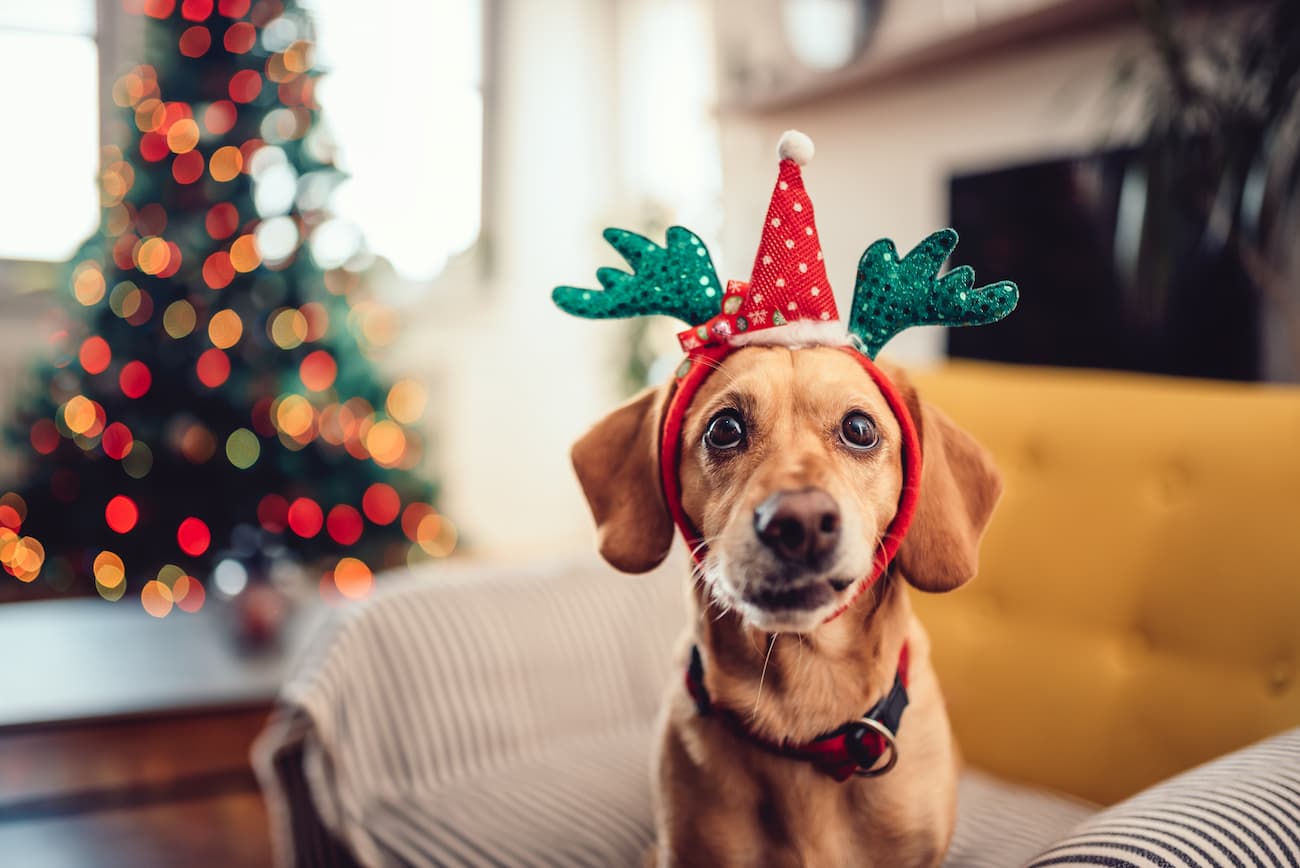 regalos navidad perros