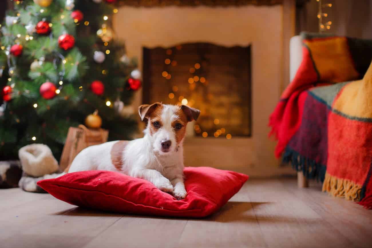 regalos de reyes para perros