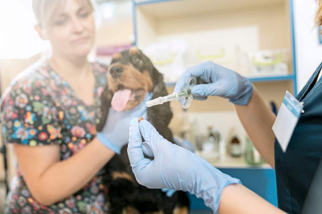 vacunas obligatorias para perros