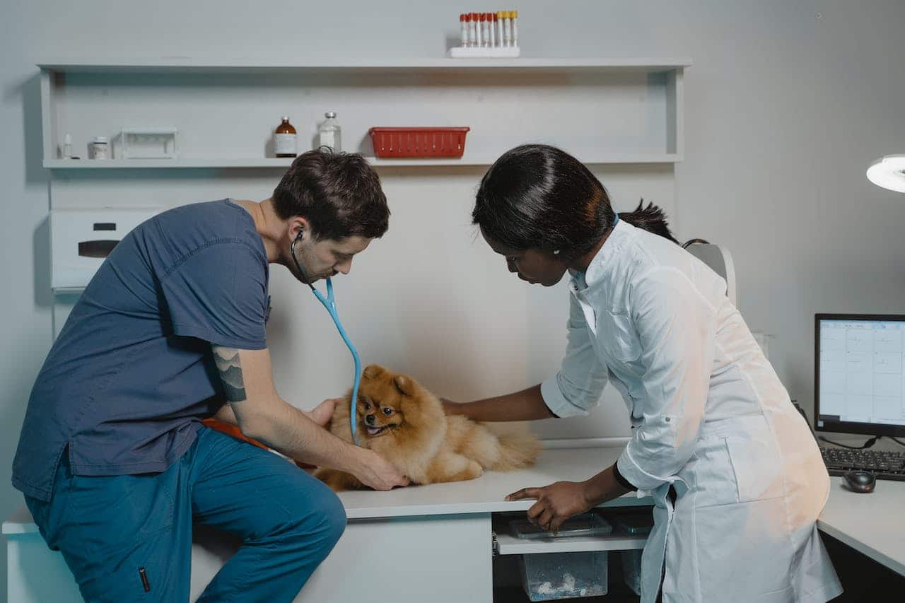 mi perro no quiere comer y está decaído