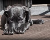 qué hacer ante la diarrea en perros