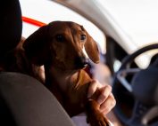 perro en el coche