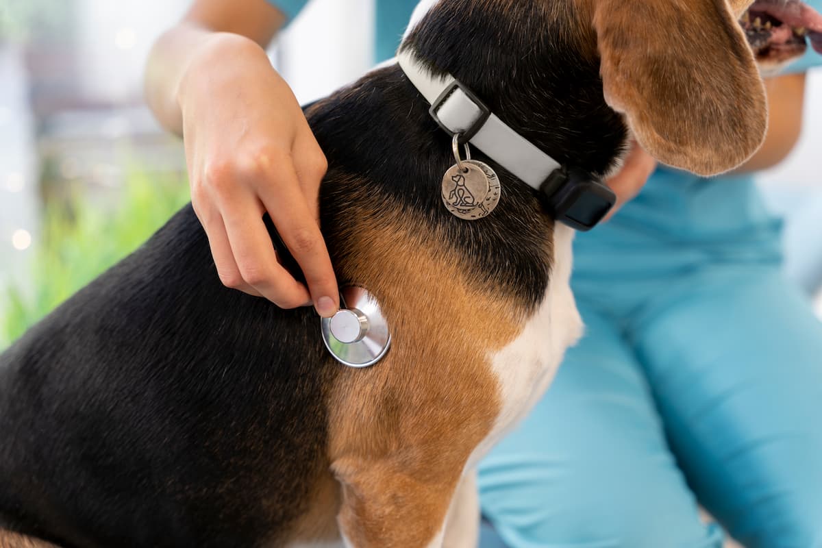 prevenir garrapatas en perros 1