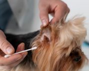 prevenir garrapatas en perros