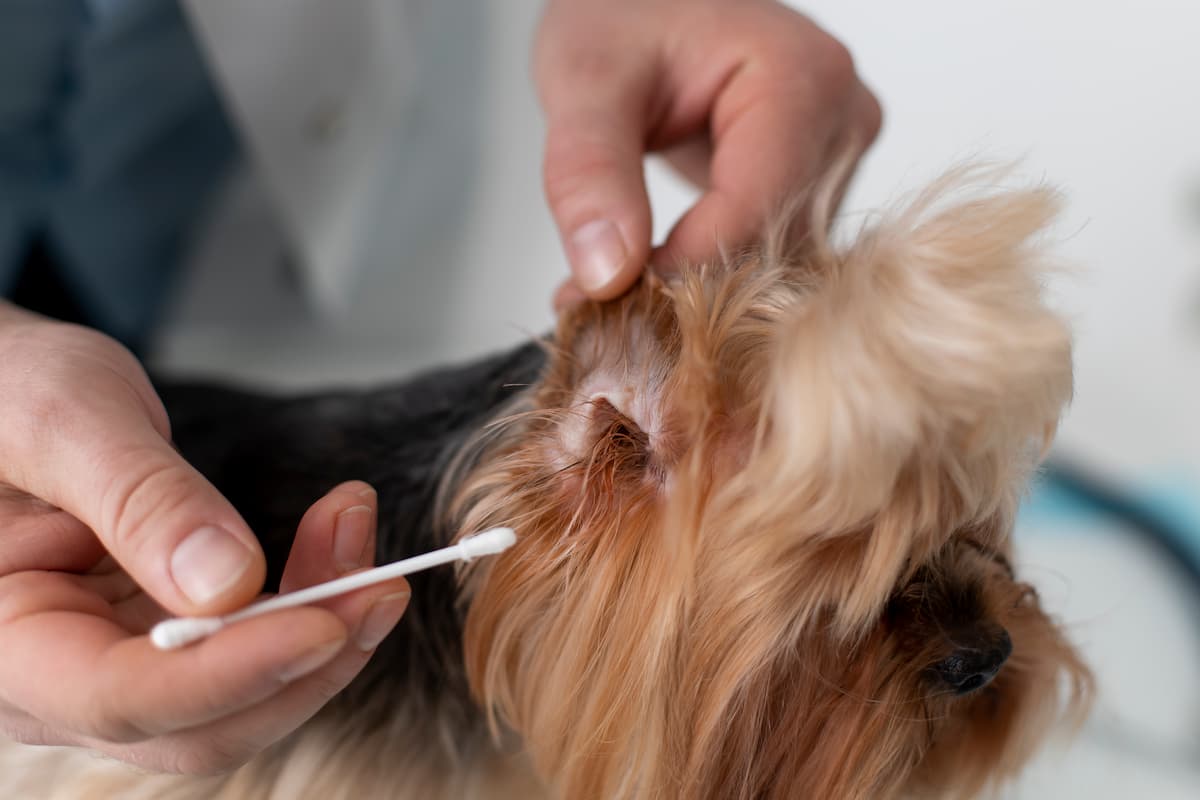 prevenir garrapatas en perros