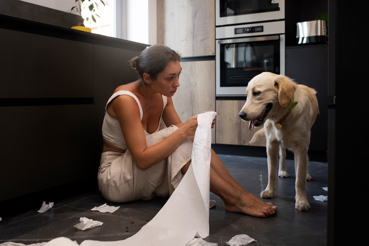 perros que orinan en casa