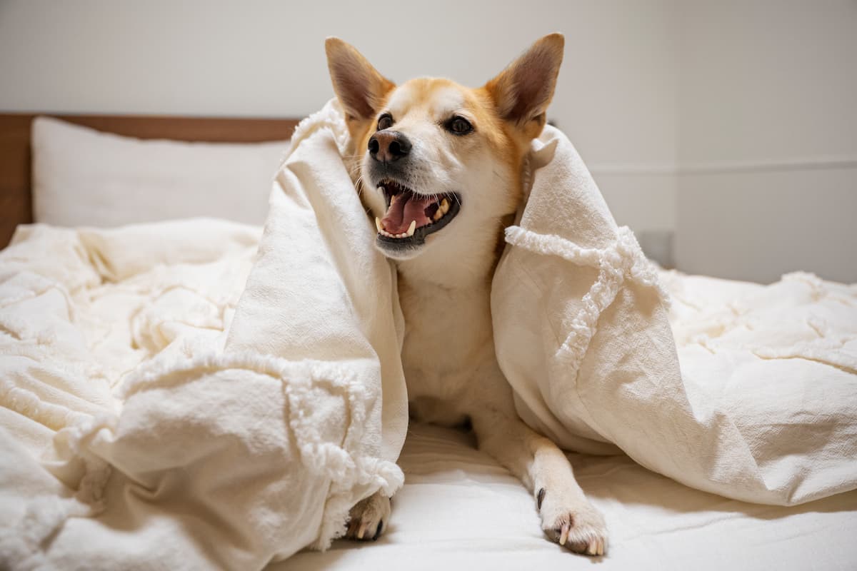 fiebre en perro 1