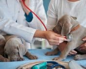 seguro para perros