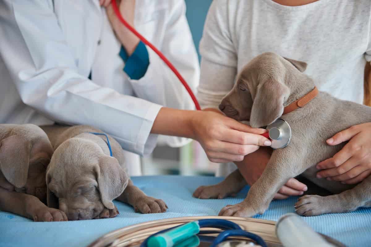 seguro para perros