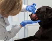 gingivitis perros