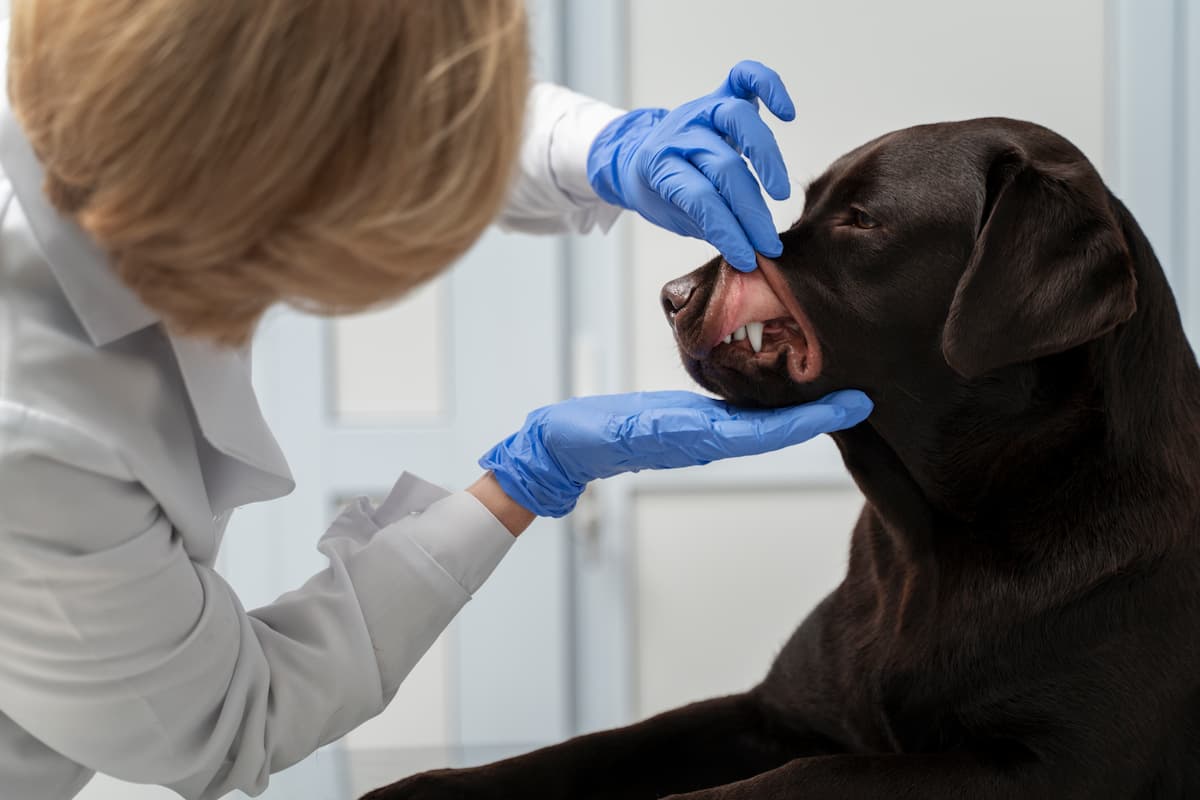 gingivitis perros