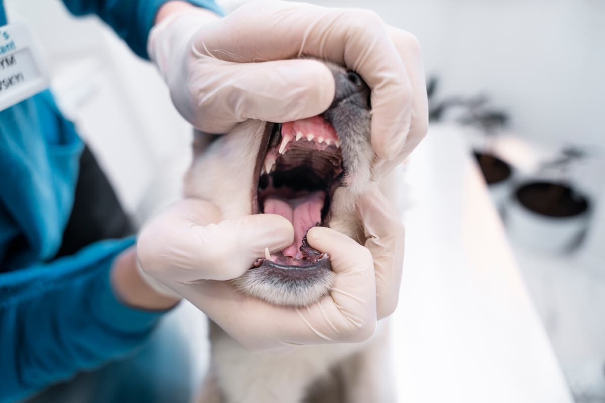 gingivitis perros 1