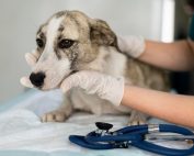 leishmaniosis en perros