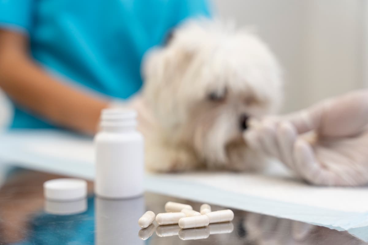 diabetes en perros 1