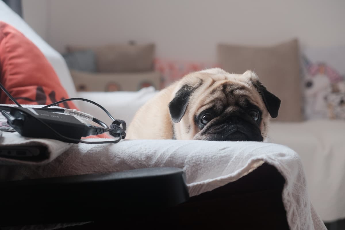 hipoglucemia en perros