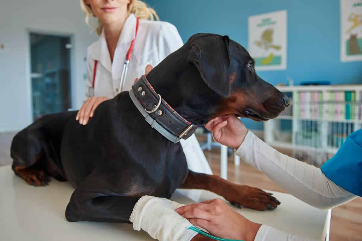 diabetes en perros