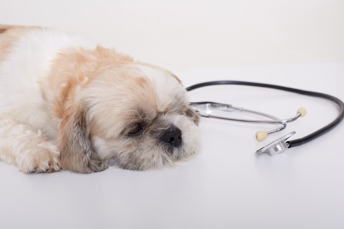 hipoglucemia en perros 1