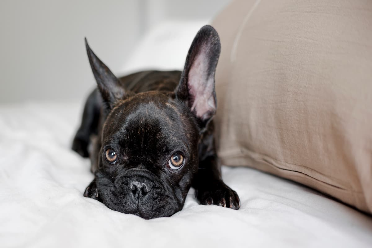 bulldog francés seguro 1