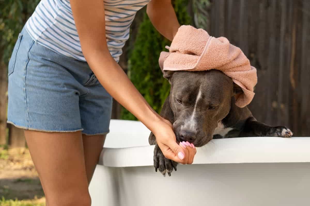 golpe de calor perros 1