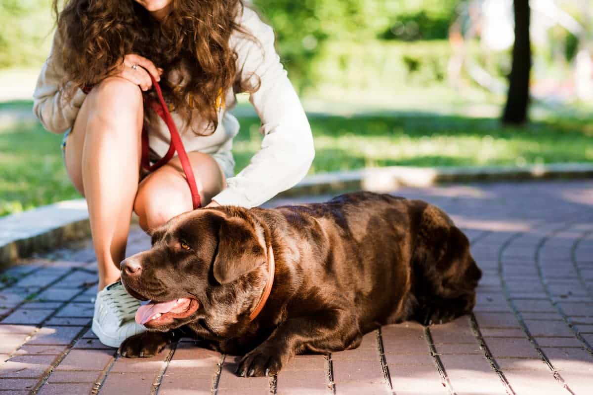 golpe de calor perros
