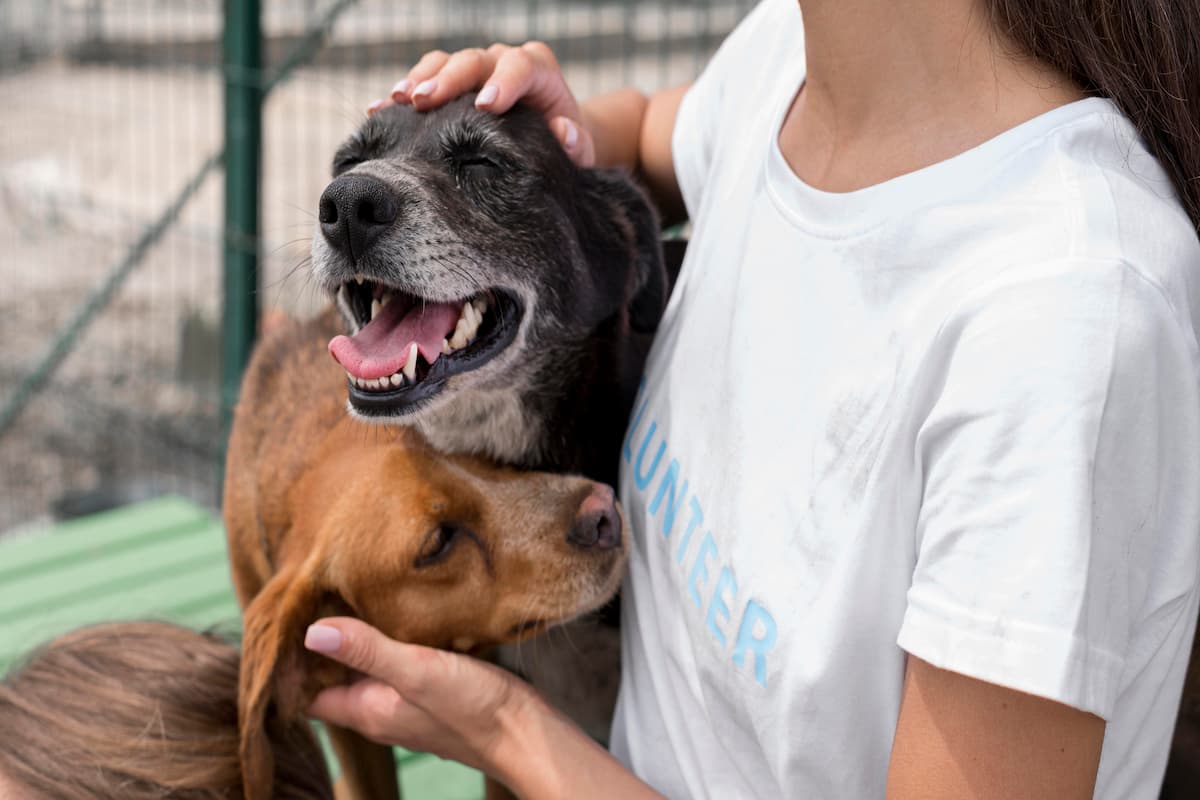 leishmaniosis en perros 1