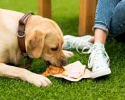 alimentos para perros