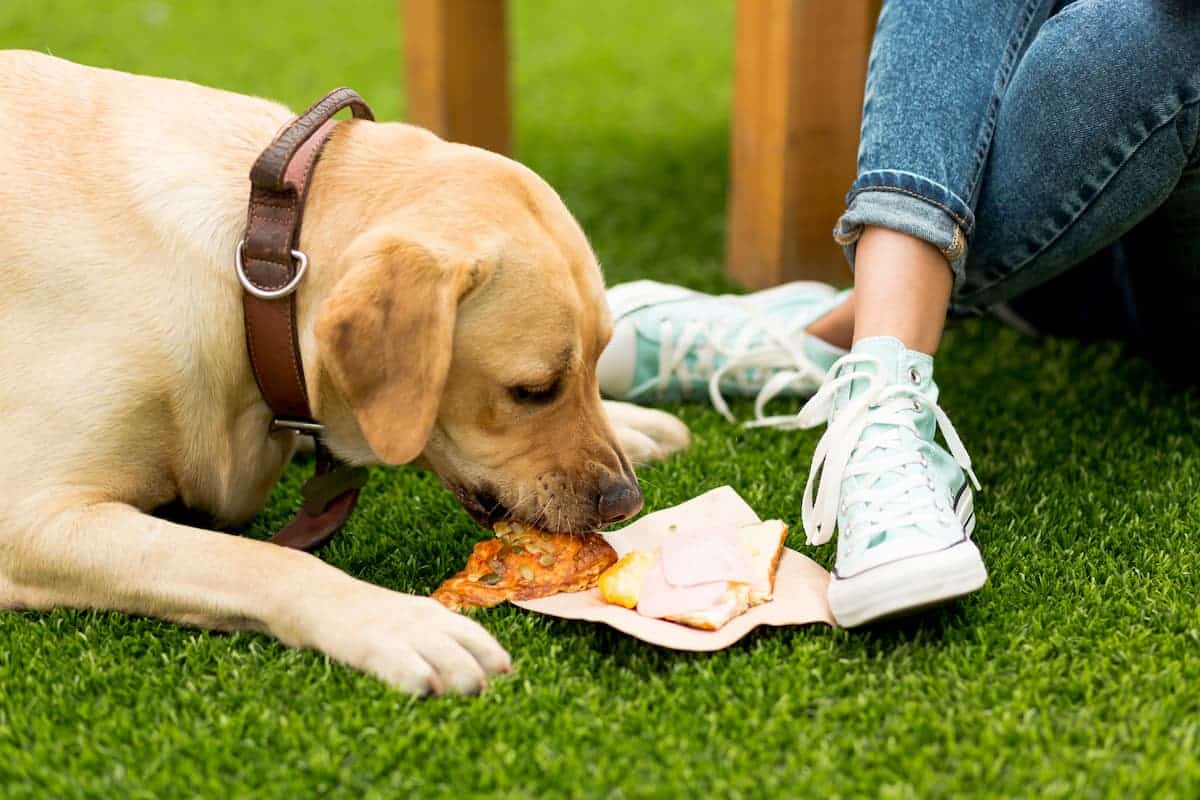 alimentos para perros