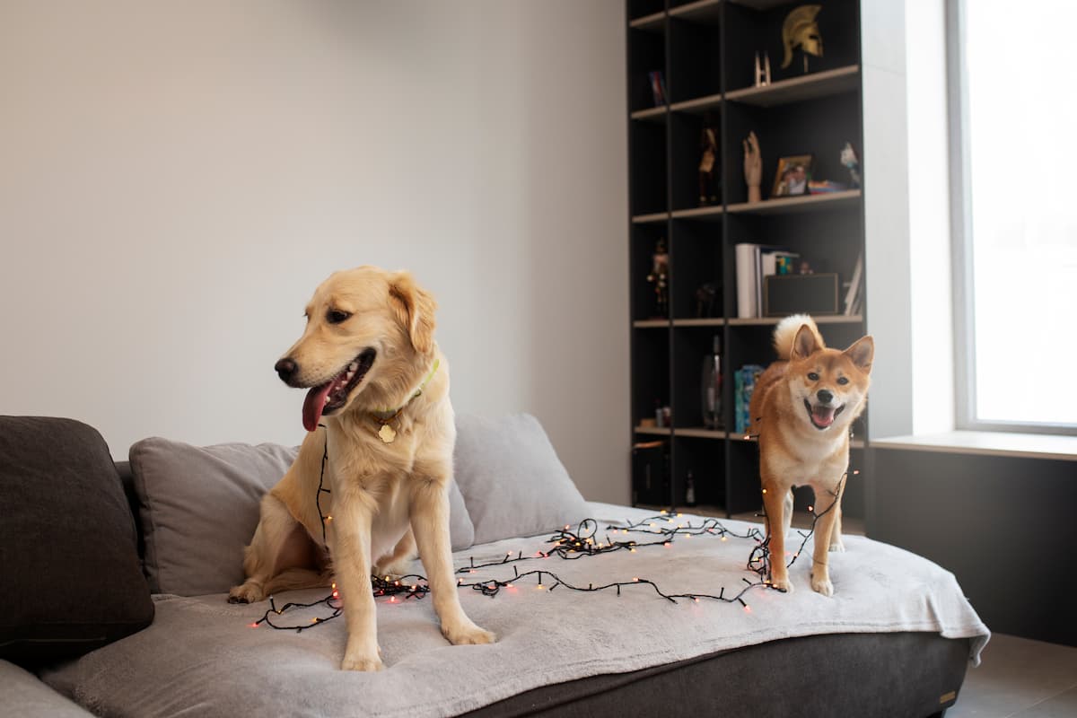 beneficios de tener perro 1