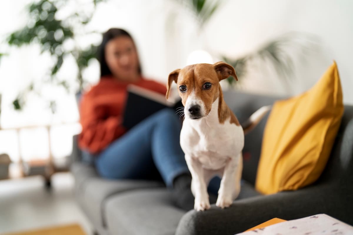 razas de perros populares 1